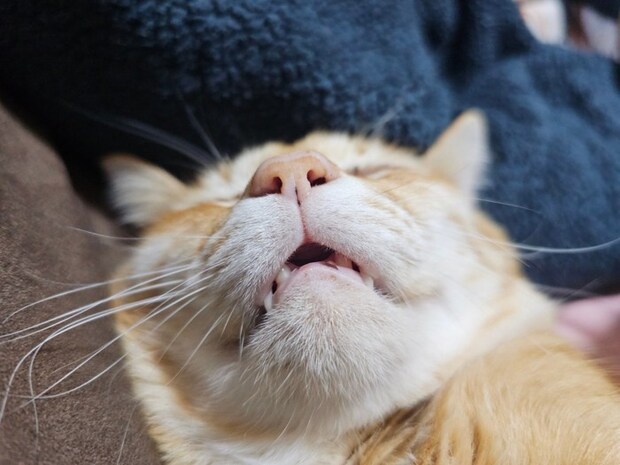 口を開けて寝る猫