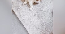 帰宅した『猫の飼い主さん』→ホットカーペットの上を見たら…234万再生された『予想外の可愛すぎる瞬間』に「大渋滞ｗ」「爆笑したｗ」