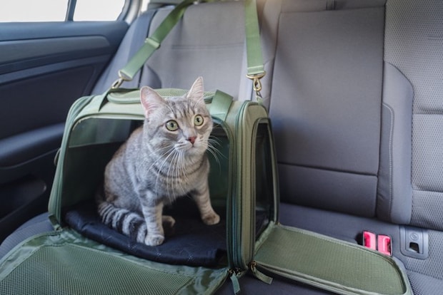 車の中のキャリーから顔を出す猫