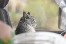 猫と『車に乗せる』ときに注意すべきこと4つ　思わぬトラブルの可能性や安全を保つポイント