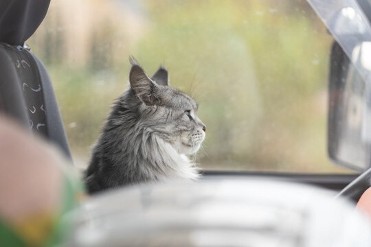 猫と『車に乗せる』ときに注意すべきこと4つ　思わぬトラブルの可能性や安全を保つポイント