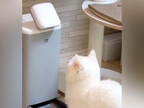 ごはんが出てくる3分前、猫が自動給餌器の前に来て…『必死に訴える光景』が可愛すぎると78万再生「時計読めるんじゃない？」「圧がすごい」