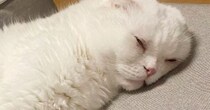 すやすやと眠っている『白猫』→まるで『魚』のような寝姿で…笑える瞬間に２万いいねの反響「抱き枕にほしい」「柿の種にも似ている」