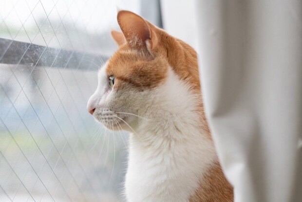 窓の外を眺める可愛い猫