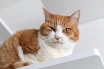 お家の中で起こりうる『猫の落下事故』3選　危険なスポットから対策方法まで