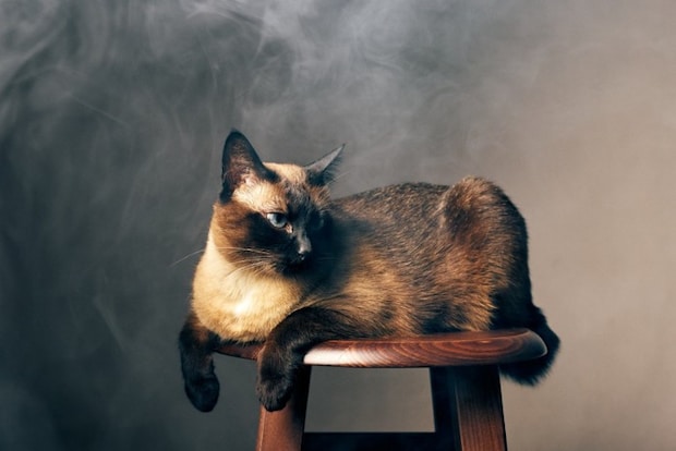 煙の中イスの上でくつろぐ猫