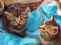 小さな2匹の捨て猫→約10年、大切に育てた結果…涙あふれる『宝物のような成長記録』に感動「すくすくと育ったね」「序盤からウルウル」