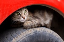 発進前に「車に入り込んだ猫」がいないか確認して！　英国で事故が連続発生→被害者が必死の訴え