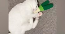 おもちゃに『夢中になっている白猫』を見ていると…『可愛すぎる瞬間』に３万いいねの反響「しっかりとアピールｗ」「ずっと見てられる」