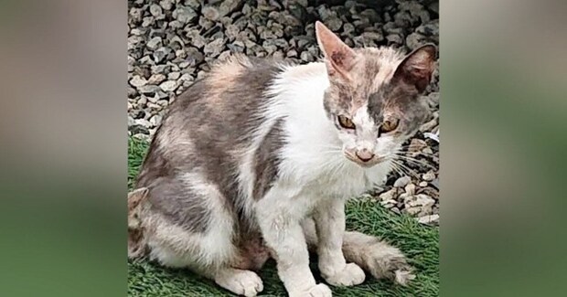 BBQをしている最中に現れた『ボサボサのやせ細った猫』を保護→５年後……劇的なビフォーアフターに感動「見事な変身」「泣けてきた」