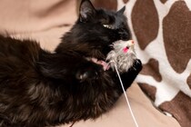 使うのは避けたほうがいい『猫用品』4選　おすすめできない理由や起こりうるトラブル