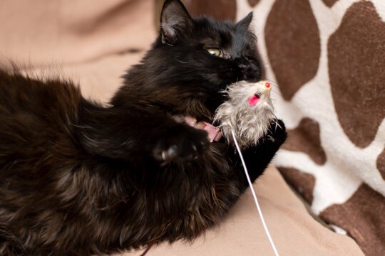 使うのは避けたほうがいい『猫用品』4選　おすすめできない理由や起こりうるトラブル