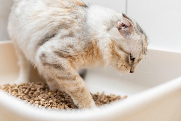 トイレで砂をかく猫