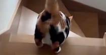 『階段を降りる三毛猫』を後ろから見ていると…たまらない『おしりの動き』に「なんて活きのいい」「何度見てもかわいい」と反響
