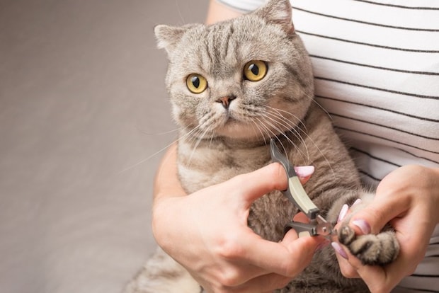 爪切りをする猫