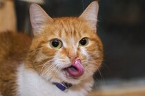 猫が飼い主を舐めてくる時の理由とその気持ち