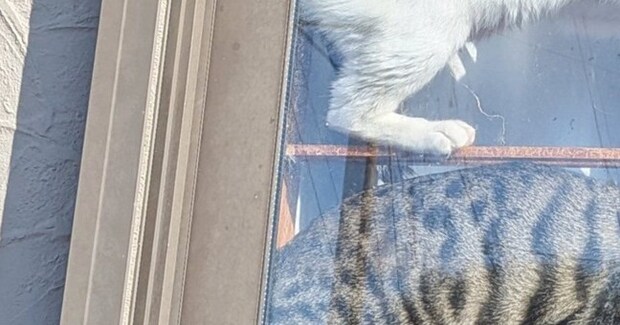 ゴミ捨てから帰ってくると、２匹の猫が『窓際』で…まさかの『くつろぎ方』に２万いいね「天日干しみたいｗ」「難易度高めのシンクロｗ」