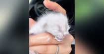 空き家のシンクの中にいた赤ちゃん猫→保護から１年が経つと…心温まる『成長記録』に「もう立派なお姉さん」「大きくなって可愛い」と反響
