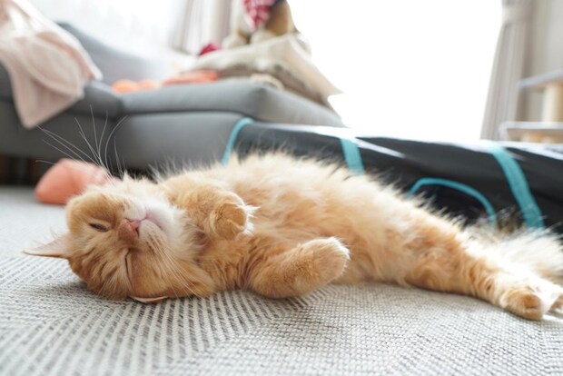 リビングの真ん中で寝る猫