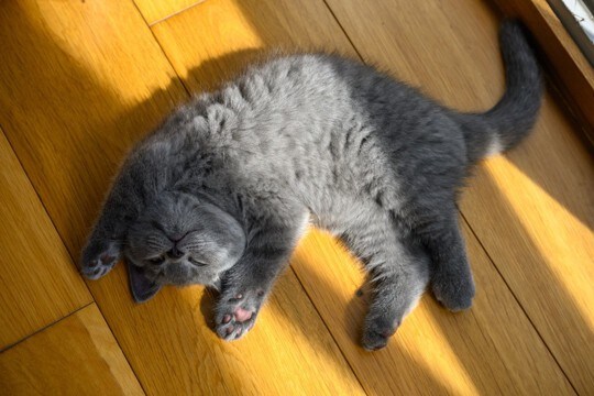 猫が『通せんぼ』してくるときの理由4つ　やんわりとどいてもらうための対処法も