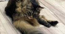 同じ場所で毛づくろいをしていた『2匹の猫』…思わず撮影した『可愛すぎる瞬間』に「ほんとにピッタリｗ」「金メダルｗ」と24万表示
