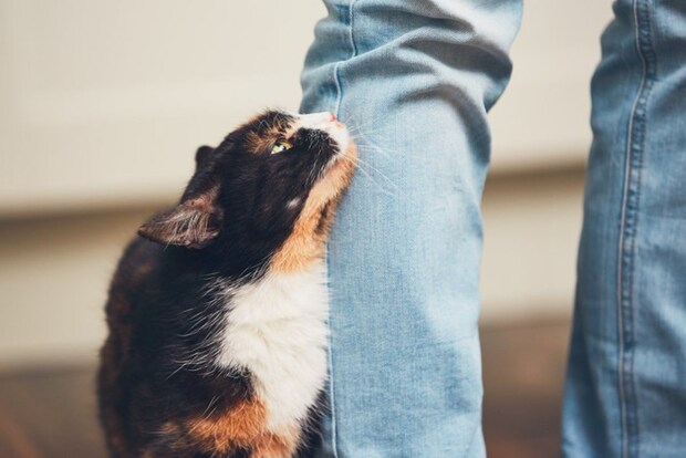人を見上げる猫