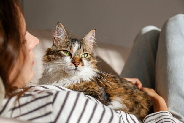 寝転ぶ女性の上でくつろぐ猫