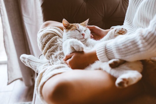 猫は飼い主を『どんな存在』だと認識しているの？　愛猫があなたに思っている4つの気持ちとは