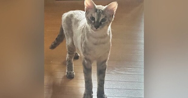 モデルのような『スラっとした体型だった保護猫』が、9ヶ月後…激変した『現在の様子』が438万表示「幸せの証」「愛が詰まってる」