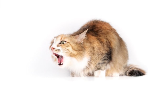 吐きそうな猫