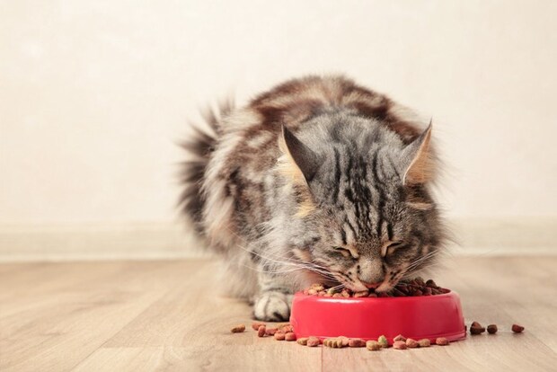 ご飯を食べる猫