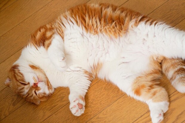 寝ている猫
