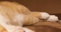 寒そうにしていた猫にホットカーペットを買った結果…想像以上に『溶けている光景』が86万再生「くつろぎすぎｗ」「急速充電中ｗ」