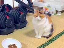 おやつが欲しくて『無言の圧』をかける三毛猫→準備しはじめると…予想を超える『態度の変化』が話題「テンションが全然違う」「癒された」