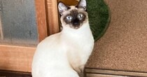 沖縄にいたときは『大部分が白かった猫』→東京に引っ越した結果…驚きのビフォーアフターが23万表示「凄い変化」「戻ったら白くなるのかなｗ」