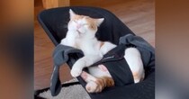「使いこなしてるｗｗｗ」バウンサーの上で『くつろいでいた猫』を見たら…爆笑必至の瞬間に２万いいね「完璧すぎる」「2台必要だねｗ」