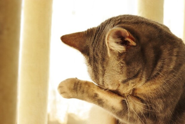 顔を掻く猫