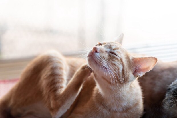 体を掻く猫