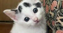 ガリガリだった『保護子猫』→すくすくと成長した結果…幸せあふれる『劇的なビフォーアフター』に反響「よく育った」「たまらんね」