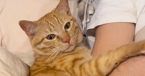 パパにぴったりと寄り添う猫→ママが『仲間に入れて』と手を伸ばしたら…まさかの反応に笑ってしまう人が続出「足でｗｗ」「入れてあげてｗ」