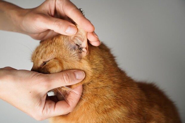 顔を触られる猫