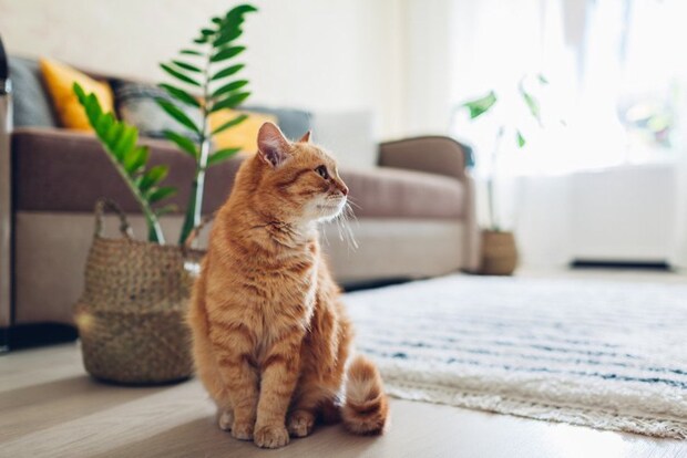 横を向いて座る猫