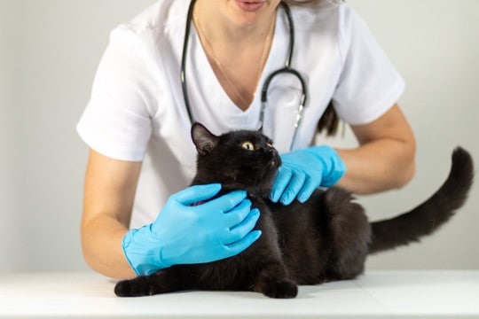 猫が『やけど』を負っているサイン5つ　あらわれる症状や適切な対処法も解説
