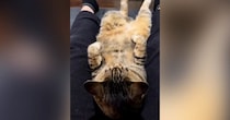 飼い主の『足の間でくつろいでいた猫』→起き上がろうとした結果…『まさかの行動』に爆笑の声「腹筋鍛えてるにゃｗ」「応援しちゃったｗ」