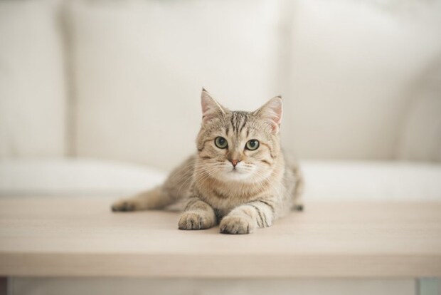 木のテーブルの上でくつろぐ猫