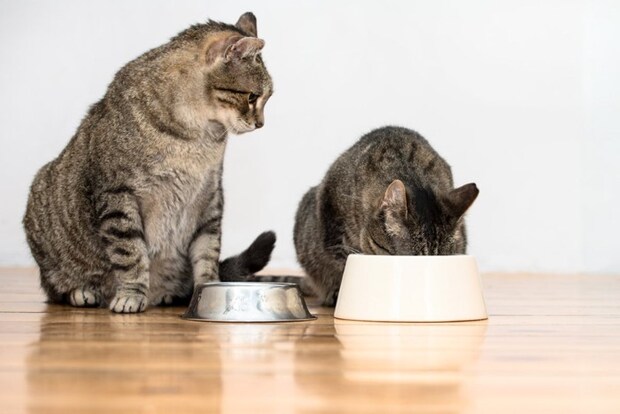 ご飯を食べる猫とそれを見つめる猫