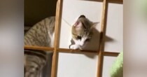 障子の枠に登った猫→飼い主さんの『目の前』で…想像以上に堂々とした『現行犯の光景』が56万再生「逮捕逮捕ｗｗ」「もう笑うしかないｗ」