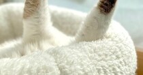 『宇宙と交信中？』ベッドで寝ている猫を見たら…独特な『寝相』に笑ってしまう人が続出「足アンテナ」「何か受信してそうｗ」と13万表示