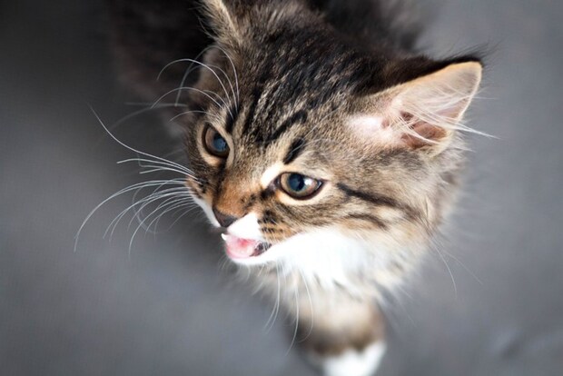 鳴く子猫