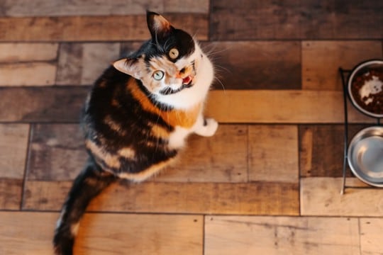 猫が飼い主を『見つめながら鳴く』ときの理由5つ　伝えたいことがあるの？正しい応え方まで